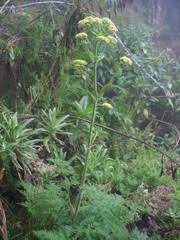 Image result for Afrosciadium