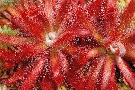 Image result for Nesogenaceae