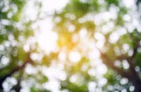 Blurred Forest Background Love Background Images Photo Background Images Dslr Background Images