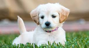 mini labradoodle the miniature poodle labrador retriever