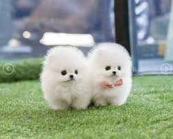 Check spelling or type a new query. Pet Supply Pomeranian Puppy In Australia