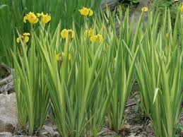 Image result for Iris pseudacorus
