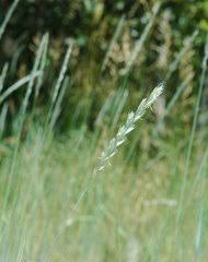 Image result for Ctenium longiglume