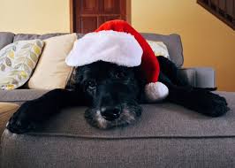 How much to pay a dog sitter and how much to pay someone who looks after your reptiles can vary a lot! How Much Should You Pay Dog House Sitters Pethelpful