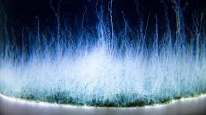 Maybe you would like to learn more about one of these? The Chemical Garden A Time Lapse Movie Chemical I Know A Place Movies