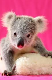 Subscribe To The Daily Telegraph Cute Animals Baby Koala Cute Baby Animals