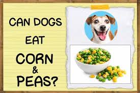 Strawberries are good for dogs. Can Dogs Eat Strawberry Leaves Zooawesome