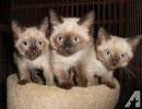 Siamese For Sale in Maryland - Hoobly Classifieds