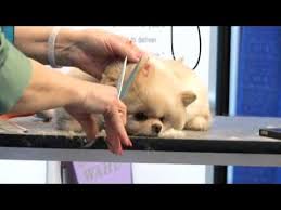 If you like, you can attend grooming schools or take online courses to learn a few technical skills and techniques. Pin On Become A Pet Groomer How To