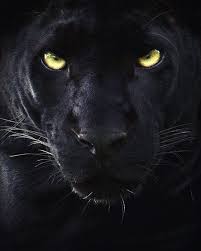 19 Stunning Photos Of A Rare Black Panther Roaming In The Jungles Of India Beautiful Cats Panther Wild Cats