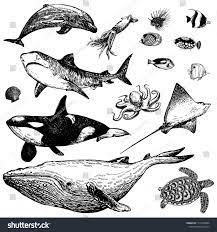 Set Of Hand Drawn Sketch Style Marine Animals And Tropical Fish Isolated On White Background Vector I Animals Graphic Design Portfolio Cover How To Draw Hands