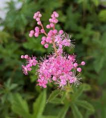 Image result for Faurea rubriflora