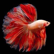 Live wallpaper ikan cupang permissiom from apk file: Pin Auf Cupang