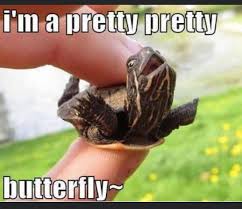 Pin By Shelly On Noah S Ark Turtles Funny Cute Baby Animals Turtle
