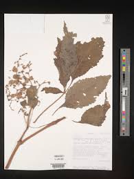 Image result for Cyphostemma heterotrichum