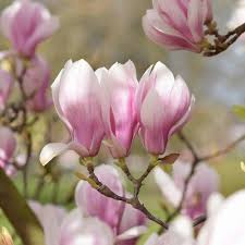Image result for magnolia soulangeana