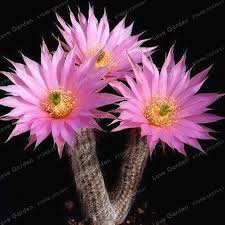 Finest mixed cactus seeds quantity. Cactus Seeds For Sale Online 100 Mix Seed World