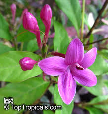 Image result for Eranthemum laxiflorum