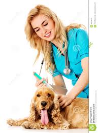 Estas reuniones serán establecidos y seguidos por el veterinario. Veterinario De Sexo Femenino Joven Que Lleva A Cabo El Ingles Cocker Spaniel Y Que Hace Una Inyeccion Foto De Archivo Imagen De Examen Frondoso 89734752