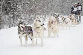 Necropsy To Be Performed On Sled Dog That Died During Yukon Quest Nelson Star