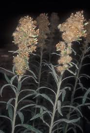 Image result for Erigeron sumatrensis