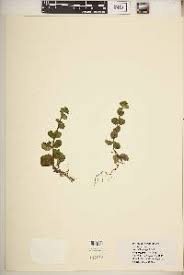 Image result for Swertia kilimandscharica