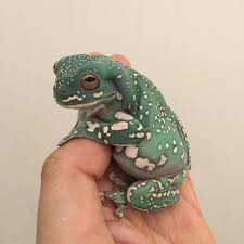 We have captive bred whites tree frogs for sale at insane prices. Image Result For Snowflake Whites Tree Frog Whites Tree Frog Tree Frogs Frog