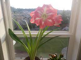 My Amaryllis Bloomed Again This Year And It S Huge I Don T Know Why It Grew Leaves At The Same Time As Blooms But I Think It Looks Really Nice This Way