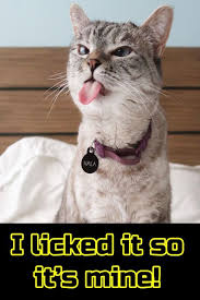 I Licked It So Its Mine Aww Cute Animals Cats Dogs Funny Animals Cute Cats And Dogs Funny Gif