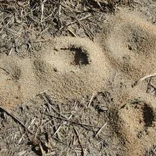 When ants nibble baking soda, it reacts with an acidic material in their stomachs and kills them. Home Remedies To Get Rid Of Ants Hunker Rid Of Ants Get Rid Of Ants Ant Remedies