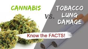 Cannabis Vs Tobacco Lung Damage Know The Facts