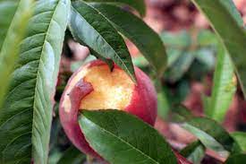We did not find results for: Florida Prince Peach Tree Care Tastylandscapetastylandscape