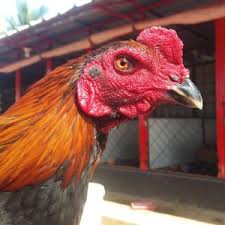 Dragon sn jamu ayam bangkok harga 1 renteng isi 10 bungkus murah. Si Revo Sold Out Buana Rooster