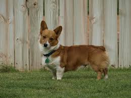 Get matched with a new puppy online here at vip puppies. Top Of Texas Corgi Rescue