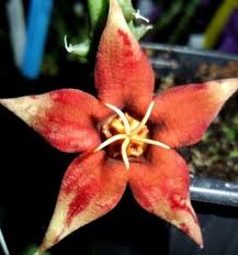 Image result for Piaranthus atrosanguineus