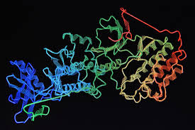 Protein Sources Deficiency And Requirements