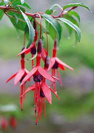 Kerry Gems Flora Irish Flower Irish Garden Flora