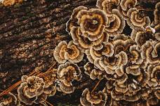 Fall Fungi Festival