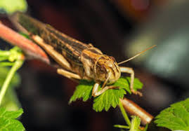 Get more info about the camel cricket from our pest library including behavior, and characteristics: Bugs In Utah 25 Most Common Bugs And Where To Find Them