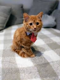 Gus The Business Kitten Is Happy To Help You Diversify Your Cuddle Portfolio Https Ift Tt 2igvdov Kittens Cutest Pretty Cats Cute Animals
