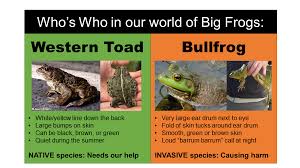 Check spelling or type a new query. What S The Deal With Bullfrogs Fraser Valley Conservancy Land Trust