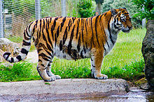 „wilde katzen üben auf viele eine starke faszination aus, sagt marcus. Tiger Wikipedia