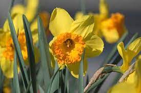 Check spelling or type a new query. Daffodil Care After Flowering Now What Diy Garden Minute Ep 64 Spoken Garden