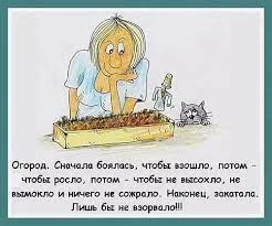 Куда деть чертовы кабачки»: смешные картинки про кабачки из соцсетей