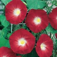 Red Morning Glories Morning Glory Seeds Morning Glory Flowers Flowering Vines