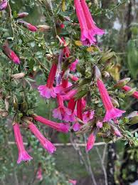 Image result for Cantua