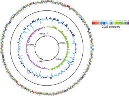 We spoke to captains and analyzed marine tracking data to look at what might have gone wrong. Allying With Armored Snails The Complete Genome Of Gammaproteobacterial Endosymbiont The Isme Journal