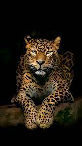 Download Leopard Wallpaper By P3tr1t 5b Free On Zedge Now Browse Millions Of Popular 1080p Wallpapers An Wild Animal Wallpaper Jaguar Animal Cute Animals