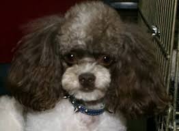 Check out our nurseries of our puppies for sale page to see our latest puppies. Poodle Parti Pups Toy Tiny Toy Teacup Poodles Dog Breeder Posts Facebook