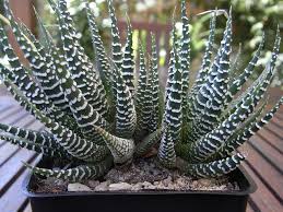 Image result for ‫تصویر گلهای سوخته‬‎